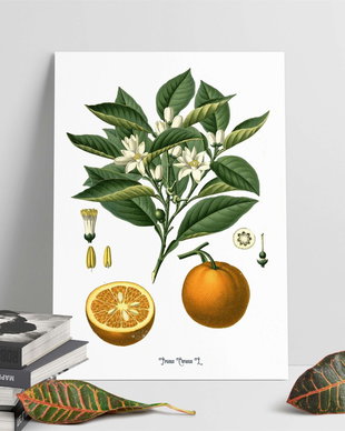 Poster Portocala, ilustratie botanica vintage
