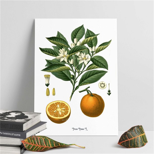 Poster Portocala, ilustratie botanica vintage