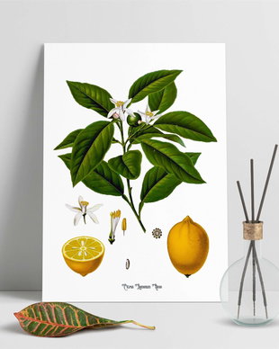 Poster Lamaie, ilustratie botanica vintage