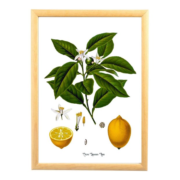 Poster Lamaie, ilustratie botanica vintage