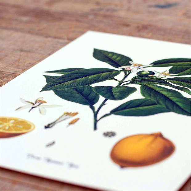 Poster Lamaie, ilustratie botanica vintage