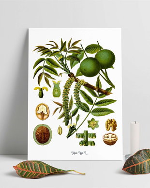 Poster Nuca, ilustratie botanica vintage