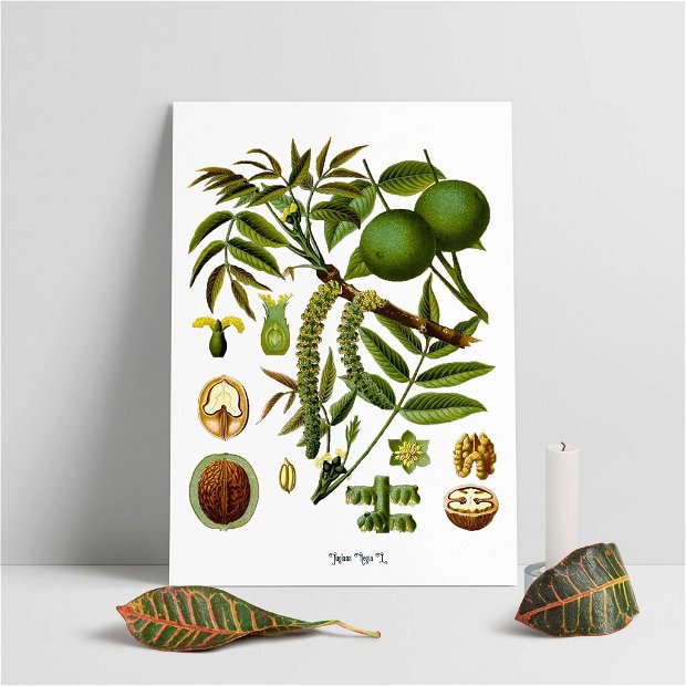 Poster Nuca, ilustratie botanica vintage