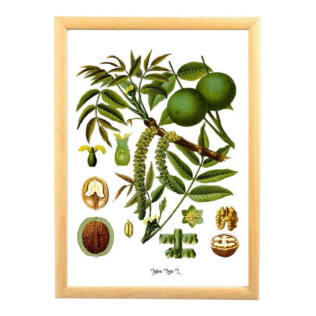 Poster Nuca, ilustratie botanica vintage