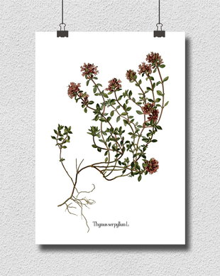 Poster Cimbru, ilustratie botanica vintage