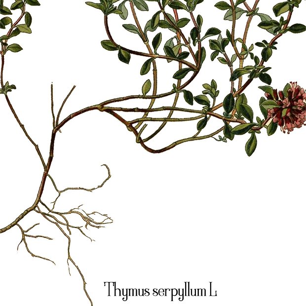 Poster Cimbru, ilustratie botanica vintage