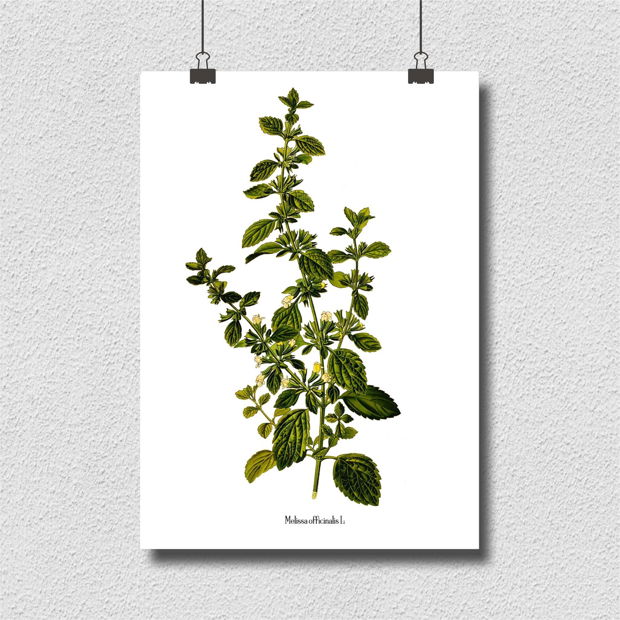 Poster Roinita, ilustratie botanica clasica