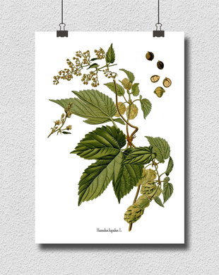 Poster Hamei, ilustratie botanica vintage