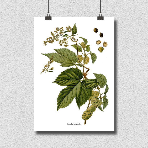 Poster Hamei, ilustratie botanica vintage