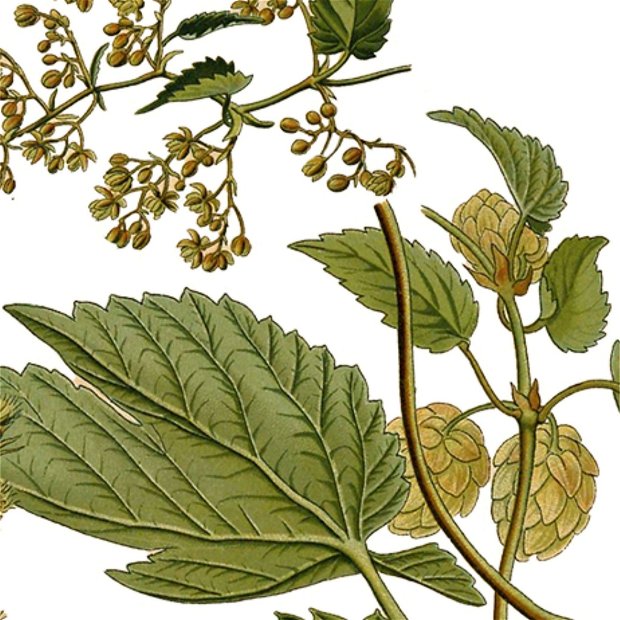 Poster Hamei, ilustratie botanica vintage