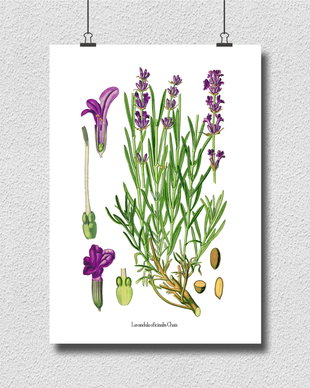 Poster Lavanda, ilustratie botanica clasica