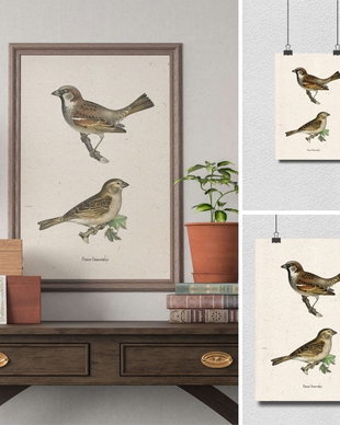 Poster Vrabia, ilustratie vintage