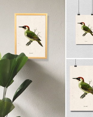 Poster Ciocanitoarea Verde, ilustratie vintage