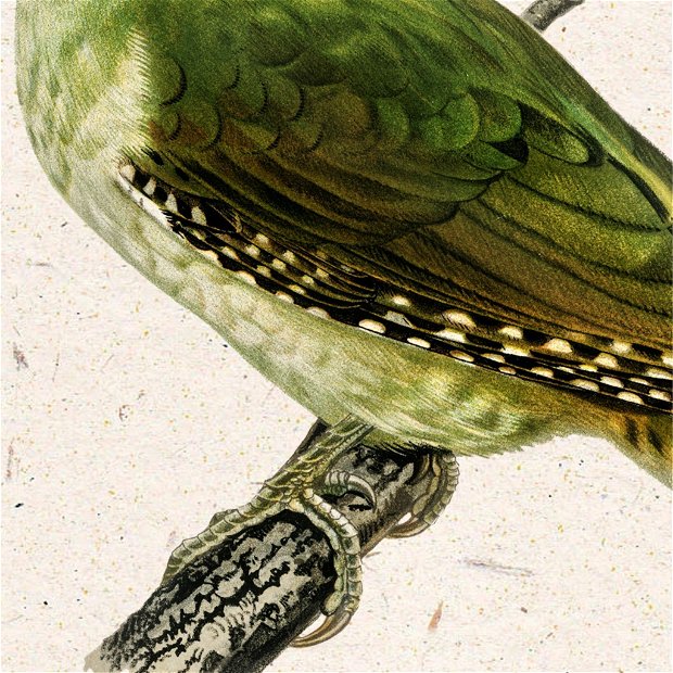 Poster Ciocanitoarea Verde, ilustratie vintage
