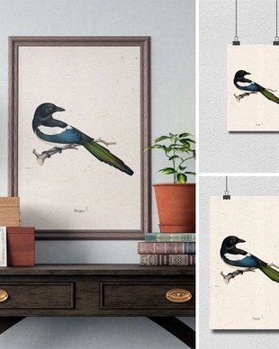 Poster Cotofana, ilustratie vintage