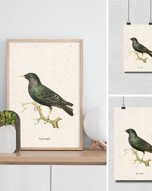 Poster Graur, ilustratie vintage