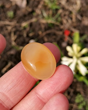 Cabochon carneol