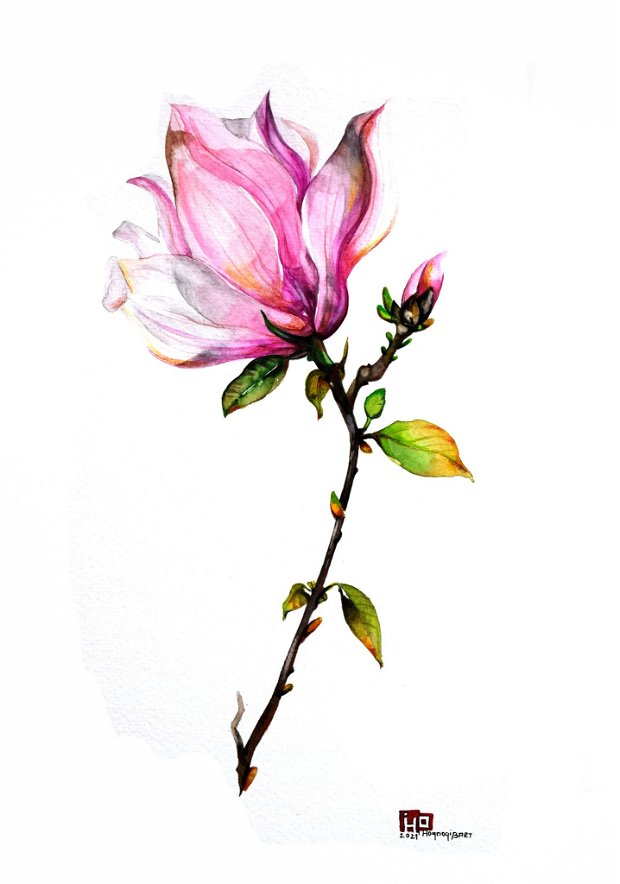 Tablou - Studiu Botanic - Magnolia - Nature And Colors Collection