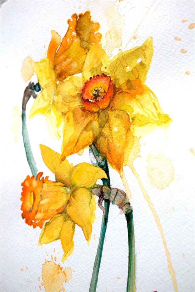 Narcissus - Tablou Studiu Botanic - Nature And Colors Collection