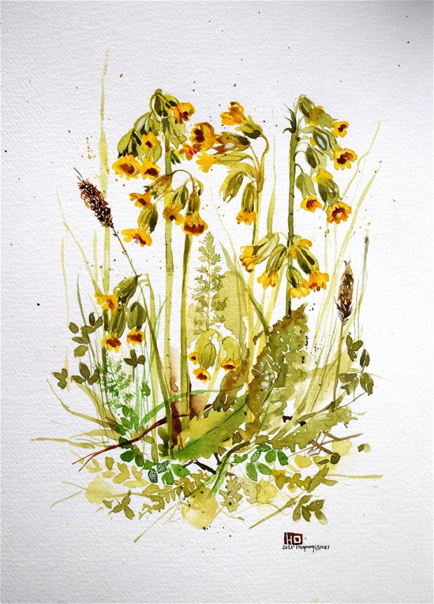 Ciuboţica-cucului (Primula officinalis) - Tablou Studiu Botanic - Nature And Colors Collection