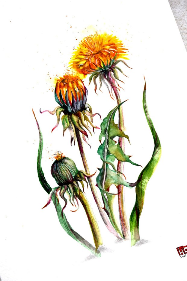 Păpădie (Taraxacum officinale) Tablou Studiu Botanic - Nature And Colors Collection