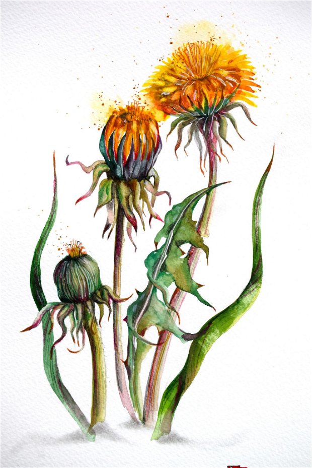 Păpădie (Taraxacum officinale) Tablou Studiu Botanic - Nature And Colors Collection