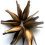 Capace de margele lalea lunga bronz