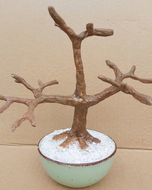 Trunchi bonsai blank