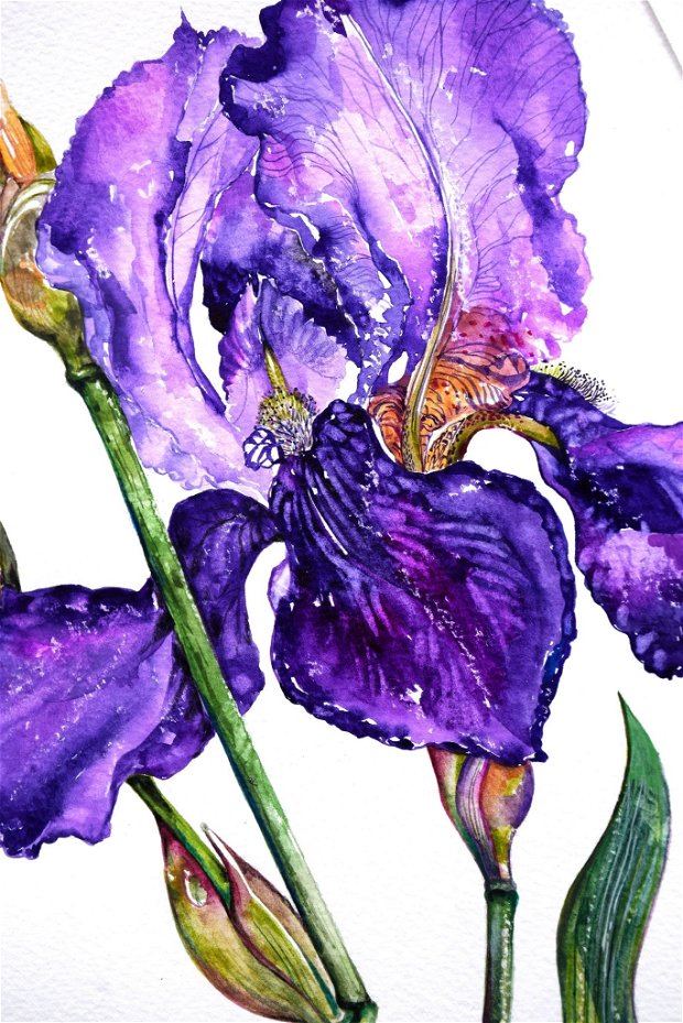 Stânjenel (Iris germanica)Tablou Studiu Botanic - Nature And Colors Collection