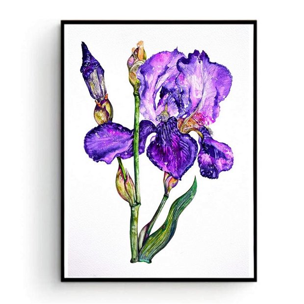 Stânjenel (Iris germanica)Tablou Studiu Botanic - Nature And Colors Collection