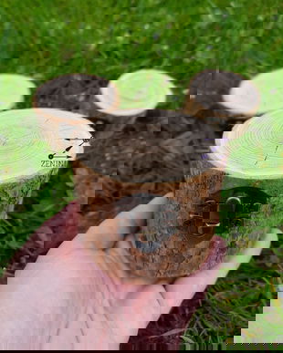 Cutie verighete trunchi copac, cutie verighete rustica, cutie verighete cu scoarta copac, cutie verighete cu licheni, cutie verighete natur