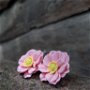 Cercei argint anemone roz