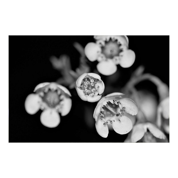 TABLOU CANVAS - BLACK AND WHITE FLOWER