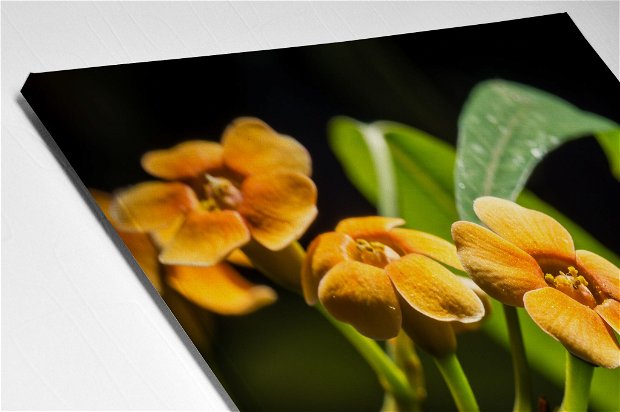 TABLOU CANVAS - ORCHID FLOWER