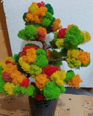 Bonsai cu licheni stabilizati