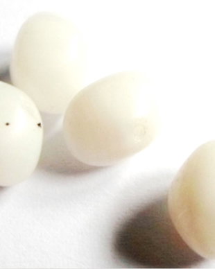 Margele sticla rondele ovale alb 10 mm