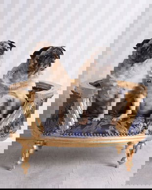 Canapea caine din lemn masiv auriu cu tapiterie albastra