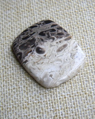 Caboson root plume agat (CR2)