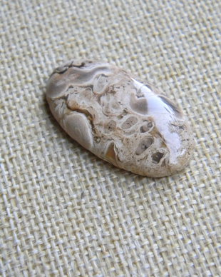 Caboson root plume agat (CR2)