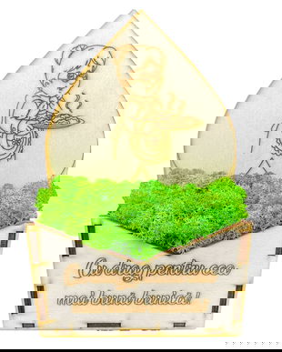 Aranjament floral cu licheni naturali stabilizati, cadou pentru cea mai buna bunica, verde, 19 x 13 x 6 cm
