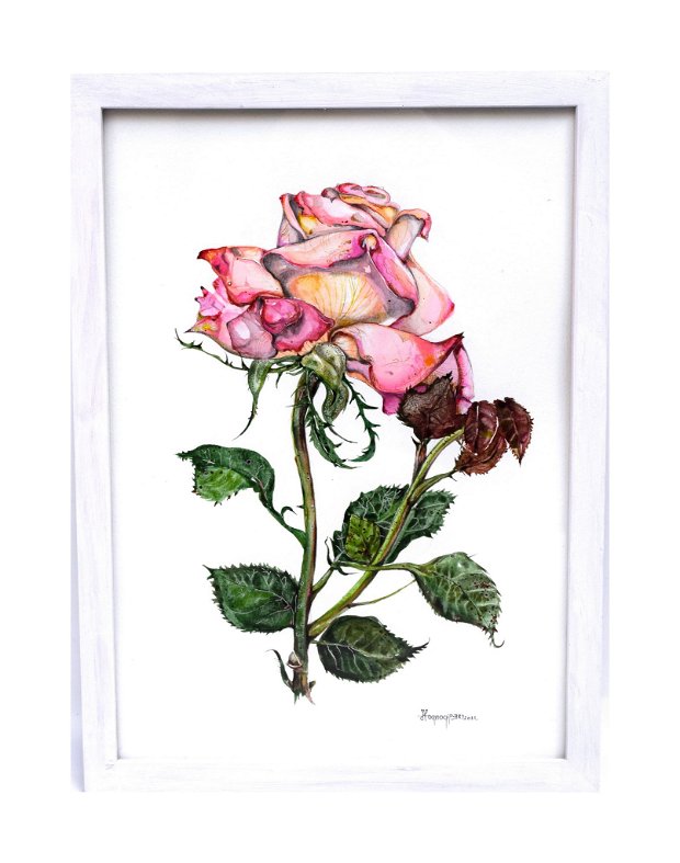 Trandafir Rosa 'Madame A. Meilland' (Peace) - Studiu Botanic. Tablou. Pictura in Acuarela. Nature And Colors Collection