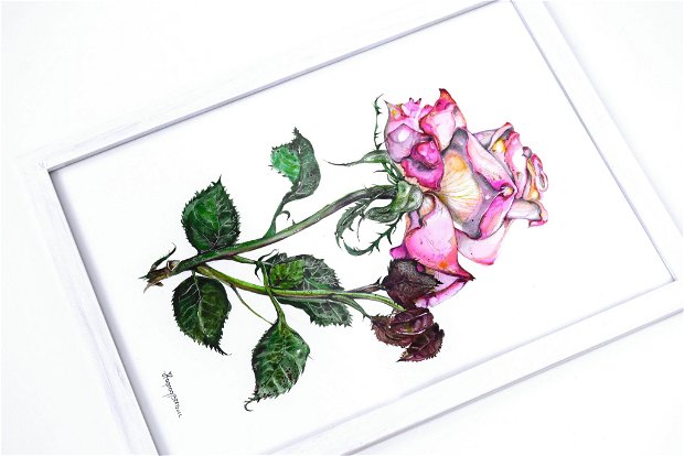 Trandafir Rosa 'Madame A. Meilland' (Peace) - Studiu Botanic. Tablou. Pictura in Acuarela. Nature And Colors Collection