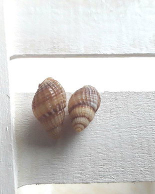 Cercei cu scoici