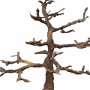 Trunchi bonsai blank