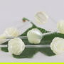Sidef 10x4mm (1)