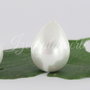 Perle seashell 18x14mm, semigaurite (1)