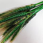 Buchet Grâu natural cu spic,uscat și stabilizat, Verde-40 cm,15 fire
