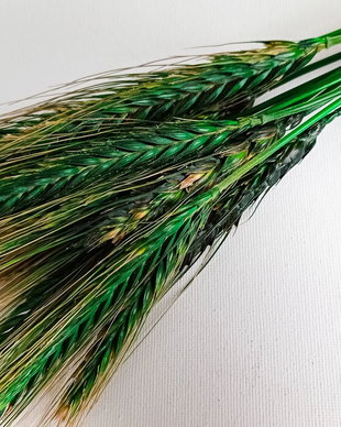 Buchet Grâu natural cu spic,uscat și stabilizat, Verde-40 cm,15 fire