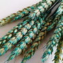 Buchet Grâu natural fără spic,uscat și stabilizat,Turquoise -40 cm,15 fire