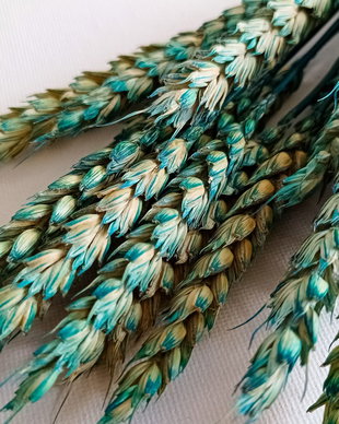 Buchet Grâu natural fără spic,uscat și stabilizat,Turquoise -40 cm,15 fire